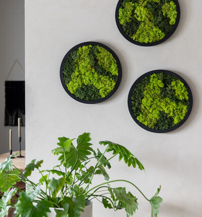 Mosebilde grønn rund Mosebilde grønn rund